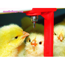 Automatic Equipment in Poultry House with Good Quality